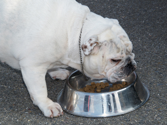 La obesidad, la enfermedad del s. XXI