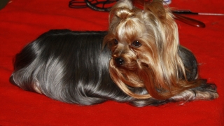 ¿Cómo limpio este desastre?