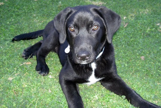 El cáncer en las mascotas